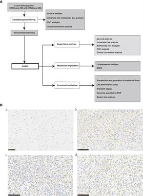 RAB42 Promotes Glioma Pathogenesis via the VEGF Signaling Pathway